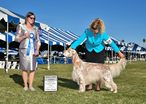 BBP_6766-01042018 English Setter AOM